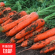 九寸三紅胡蘿卜種子水果蔬菜蘿卜菜籽脆甜春秋季四季田園蔬菜種子 九寸參胡蘿卜種子 1包約300粒