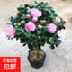 香妃山茶花五色赤丹帶花苞樹(shù)苗香妃花苗室內四季開(kāi)花山茶花盆栽 香妃茶花4年苗當年開(kāi)花