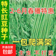 【虧本沖量】摘不敗特長(cháng)豇豆角種子四季高產(chǎn)長(cháng)豆角春季蔬菜 特長(cháng)豆角種子 5包約100粒