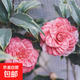 香妃山茶花五色赤丹帶花苞樹(shù)苗香妃花苗室內四季開(kāi)花山茶花盆栽 十八學(xué)士4年苗當年開(kāi)花