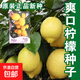 正品爽口檸檬種子清香鮮嫩水果青檸檬籽陽(yáng)臺盆栽蔬菜水果種子 爽口檸檬種子/包約10粒 1包