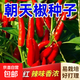四季播種香辣朝天辣種子小米辣椒種籽超辣盆栽陽(yáng)臺辣椒蔬菜種孑 3包約900粒 朝天椒