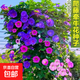 【虧本沖量】當季新種爬藤大喇叭花矮牽?；ㄋ募娟?yáng)臺庭院籬笆 大牽?；ǚN子/包約100粒 1包