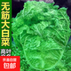麻葉火鍋無(wú)筋大白菜種子無(wú)莖白菜菜高產(chǎn)四季播陽(yáng)臺農家蔬菜種子 麻葉火鍋菜種子 買(mǎi)三包送二包約5000粒