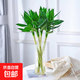 文昌竹4支 帶根節節高水培文昌竹綠植花卉植物室內花富貴竹水養開(kāi) 文昌竹（50-60cm）4支【含竹葉六角玻璃瓶】
