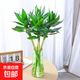 文昌竹4支 帶根節節高水培文昌竹綠植花卉植物室內花富貴竹水養開(kāi) 文昌竹（50-60cm）4支【含金邊綠玻璃瓶】