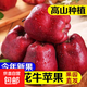 京喜加甘肅天水花牛蘋(píng)果產(chǎn)地直發(fā)當季新鮮水果老人寶寶輔食禮盒裝 4枚裝