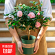 香妃山茶花盆栽帶花苞室內陽(yáng)臺適合室外開(kāi)花植物綠植四季花卉樹(shù)苗 香茶花(一盆) 帶盆栽好