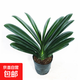 君子蘭盆栽精品寬葉圓頭和尚彩蘭五年大苗帶花苞當年開(kāi)花客廳綠植 【精品】國蘭15到16片葉-簡(jiǎn)易原盆