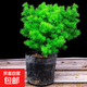 蓬萊松植物盆栽 香松 霧松客廳室內好養綠植花卉四季常青 蓬萊松_25cm及以上 帶土球不帶盆