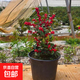 盆栽樹(shù)苗耐寒年宵花卉真鮮花帶冬紅果盆景老樁喜慶大盆栽不含盆 北美冬青3年苗【掌柜精選】原土球