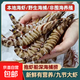 野生九節蝦小斑節蝦海鮮水產(chǎn)鮮活速凍野生基圍蝦新鮮蝦25-30頭/斤 野生九節蝦25-30頭 1斤(凈重)