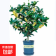 日香桂桂花盆栽樹苗帶花百里花香濃郁耐寒花卉室內庭院綠植花卉景 日香桂_3年苗 不含盆