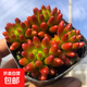 虹之玉多肉植物彩色系列紅色精品多肉辦公室室內陽(yáng)臺桌面 虹之玉5-6厘米【塑料盆栽好】