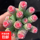 【新人專(zhuān)享】虹之玉多肉植物彩色系列紅色精品多肉辦公室室內 彩色錢(qián)串串8~10頭 帶塑料盆