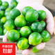 村下佬海南直發(fā)海南青金桔小金桔小青檸奶茶店沖飲專(zhuān)用青檸檬新鮮 1斤 單果8-15g