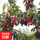 車(chē)厘子櫻桃樹(shù)苗正宗嫁接櫻桃樹(shù)苗盆地栽南北方種植果樹(shù)苗當年結果 櫻桃樹(shù)苗1cm粗【優(yōu)質(zhì)苗】