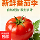 山東新鮮沙瓤西紅柿自然熟農家自種新鮮番茄現摘蔬菜 現摘5斤