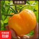 【地標好物】?jì)让商禺a(chǎn)五原黃柿子黃沙瓤西紅柿水果生鮮蔬菜 黃柿子6斤大果 6斤