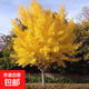 金葉銀杏樹(shù)活苗室外樹(shù)苗大樹(shù)庭院風(fēng)景樹(shù)大型行道園林綠化工程苗木 4公分銀杏