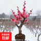 精品帶花苞紅梅綠梅盆景老樁梅花大花型冬季耐寒開(kāi)骨里紅盆栽庭院 紅梅：5年苗【帶花苞芽】當年開(kāi)花 帶花苞發(fā)貨