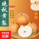 晚秋黃梨館陶水果脆甜黃梨館陶 5斤裝【單果300g+】