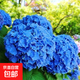 繡球老樁無(wú)盡夏繡球花苗盆栽樹(shù)苗耐寒陽(yáng)臺庭院四季種植綠植物 藍海12年苗【開(kāi)花多多】掌柜推薦