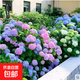 繡球老樁無(wú)盡夏繡球花苗盆栽樹(shù)苗耐寒陽(yáng)臺庭院四季種植綠植物 無(wú)盡夏12年苗【開(kāi)花多多】掌柜推薦