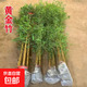 竹子苗庭院植物紫竹金鑲玉羅漢竹北方耐寒四季常青大型地栽青竹苗 金鑲玉竹苗【帶土包活】 0.5厘米粗5顆【1.2米
