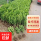 小葉瓜子黃楊樹(shù)苗 小葉冬青苗 豆瓣黃楊小苗四季常綠綠籬耐寒植物 【帶土球】瓜子黃楊毛球  冠20cm