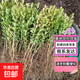 小葉瓜子黃楊樹(shù)苗 小葉冬青苗 豆瓣黃楊小苗四季常綠綠籬耐寒植物 瓜子黃楊裸根苗50棵  高20-30cm