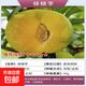 蜂糖李子樹(shù)苗嫁接特大晚熟脫骨青脆李子果樹(shù)苗南北方種三華李樹(shù)苗 蜂糖李 粗度2.5厘米高度80-1.2米（帶分支）