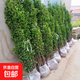 北海道黃楊直立大葉冬青庭院綠化圍墻籬笆植物四季常青耐寒小樹(shù)苗 1.6-1.8米高10棵 高度