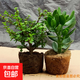 金枝玉葉花卉盆栽室內耐旱綠植陽(yáng)臺常青花苗帶土好養多肉老樁植物 4年苗金枝玉葉+4年苗玉樹(shù) 不含盆