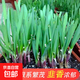 山東壽光蔬菜種子大全香菜菜種青菜番茄菠菜西瓜小蔥生菜菜籽 紅根韭菜種子500粒