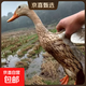 科迪爾 溪水散養農村土鴨子1kg/只 生鮮土鴨批發(fā)鴨肉食材冷凍冷鮮 【散養土鴨1只】?jì)糁?斤 【無(wú)掌翅/無(wú)內臟】