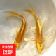 金魚(yú)活體觀(guān)賞魚(yú)錦鯉草金魚(yú)冷水魚(yú)黑金錦鯉黃金錦鯉白金錦鯉小型魚(yú) 6-8cm黃色3條