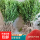小葉瓜子黃楊樹(shù)苗 小葉冬青苗 豆瓣黃楊小苗四季常綠綠籬耐寒植物 瓜子黃楊裸根苗50棵  高50-60cm