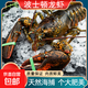 【百元波龍超值】榭巢波士頓龍蝦鮮活速凍大號波龍3-8斤 3-3.5斤/只