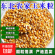 東北新玉米粒10斤家禽飼料專(zhuān)用干燥便宜苞米粒鴿子雞鴨食糧釣魚(yú)打窩批發(fā)散裝營(yíng)養豐富