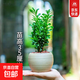 黃楊盆景耐寒辦公室內盆栽四季常青好養客廳花卉庭院樹(shù)苗桌面綠植 黃楊盆栽 促銷(xiāo):買(mǎi)2顆送1顆【35厘米高】 不含盆 帶土球保鮮發(fā)貨