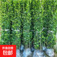 法國冬青綠籬北海道黃楊冬青庭院種植室外耐寒四季常綠長(cháng)青不落葉 北海道冬青1.5-1.6米高30顆
