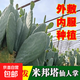米邦塔仙人掌食用藥用外敷消腫內服美容種植嫁接開(kāi)花結果綠植盆栽 現割5年生3斤/1-2片
