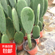 米邦塔仙人掌食用藥用外敷消腫內服美容種植嫁接開(kāi)花結果綠植盆栽 帶跟 一棵2片50-55厘米高