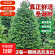 真的圣誕樹(shù)真樹(shù)大型小型2025新款家用云杉圣誕樹(shù)活的松樹(shù)諾貝松樹(shù) 精選1.5-1.7米圣誕樹(shù)真樹(shù)(送盆送裝飾+燈帶)
