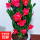 新品進(jìn)口仙人掌姬珊瑚千手觀(guān)音懶人花卉濃香型大花耐熱耐旱易成活 紅色