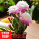 新品進(jìn)口仙人掌姬珊瑚千手觀(guān)音懶人花卉濃香型大花耐熱耐旱易成活 粉公主