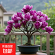 四季綠植濃香型玉蘭花苗矮化植物南北方陽(yáng)臺庭院種植正宗蘭花多色 紫色玉蘭【多季節開(kāi)花】好養活 小苗1棵后年開(kāi)花