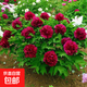 正宗牡丹花苗洛陽(yáng)對版重瓣牡丹花樹(shù)苗盆栽花卉綠植物當年開(kāi)花 中國紅6-8分支【開(kāi)花多多】熱銷(xiāo)款