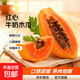 紅心牛奶木瓜冰糖心樹(shù)上熟木瓜新鮮水果現摘現發(fā) 9斤單果500g+